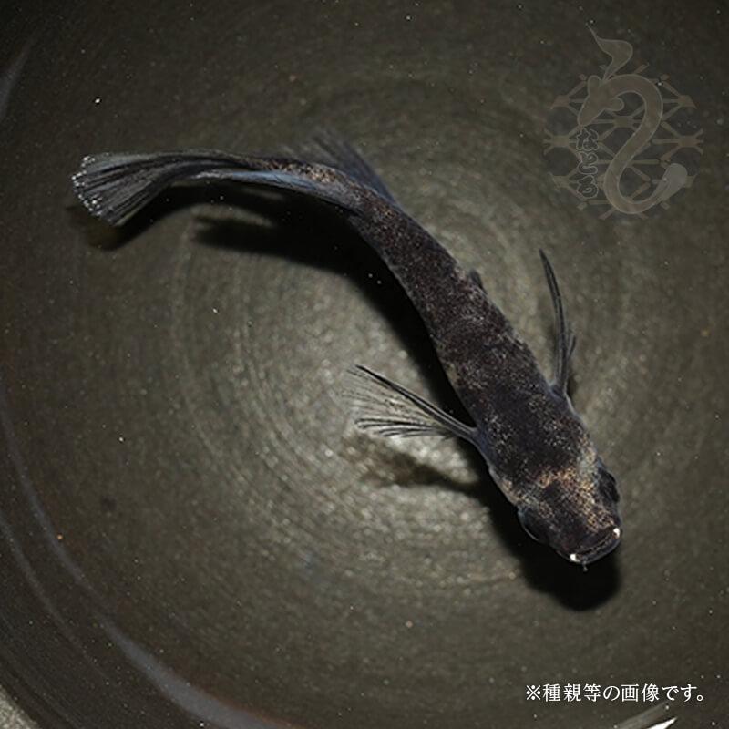 リアルロングフィン 1ペアのみ 8000円 (ちょいブス)