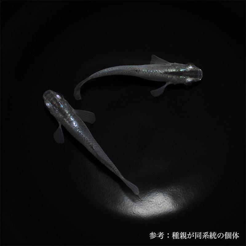 メダカ 魔王 1ペア Mdk013e めだか屋 うなとろふぁ む 通販 Yahoo ショッピング