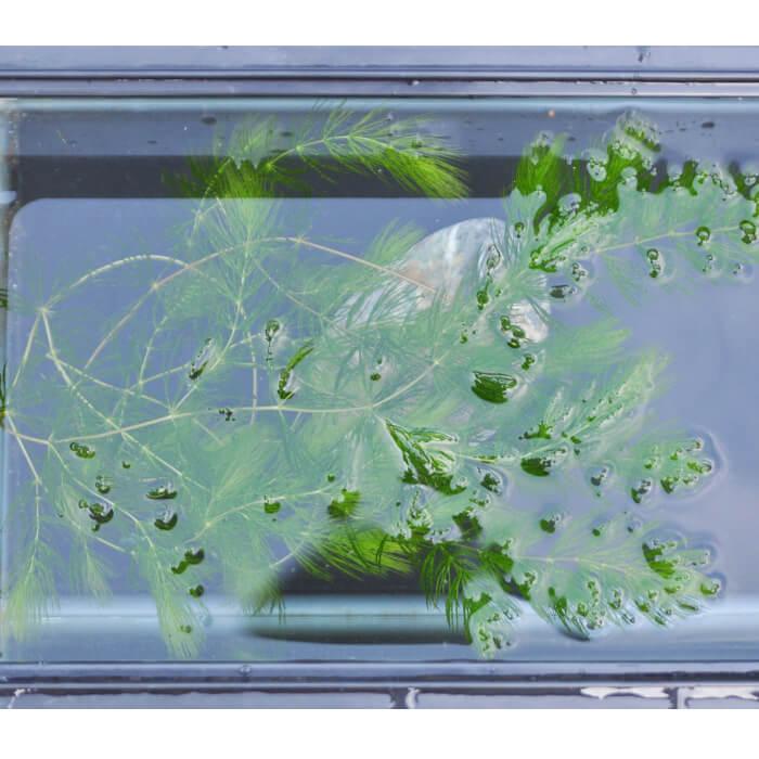 国産・無農薬水草 「マツモ」 1本 : めだか屋 うなとろふぁ～む