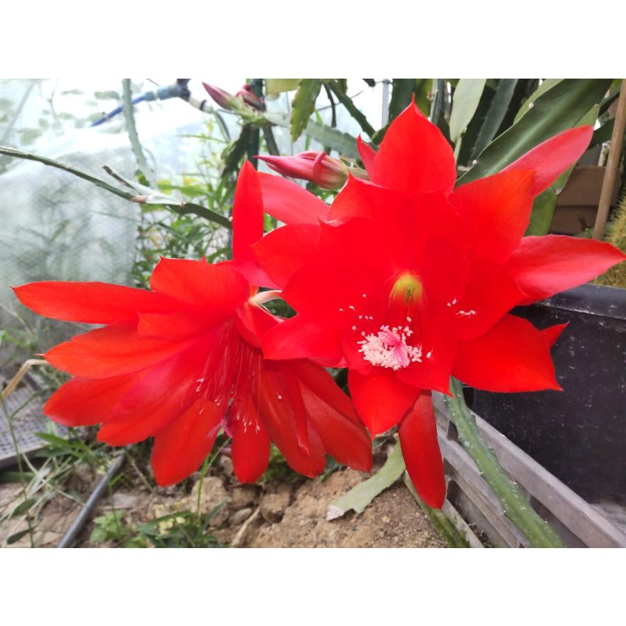 Heliocereus Elegantissimus　鉢直径１１．５ｃｍ　４号吊り鉢｜unberkelp｜07