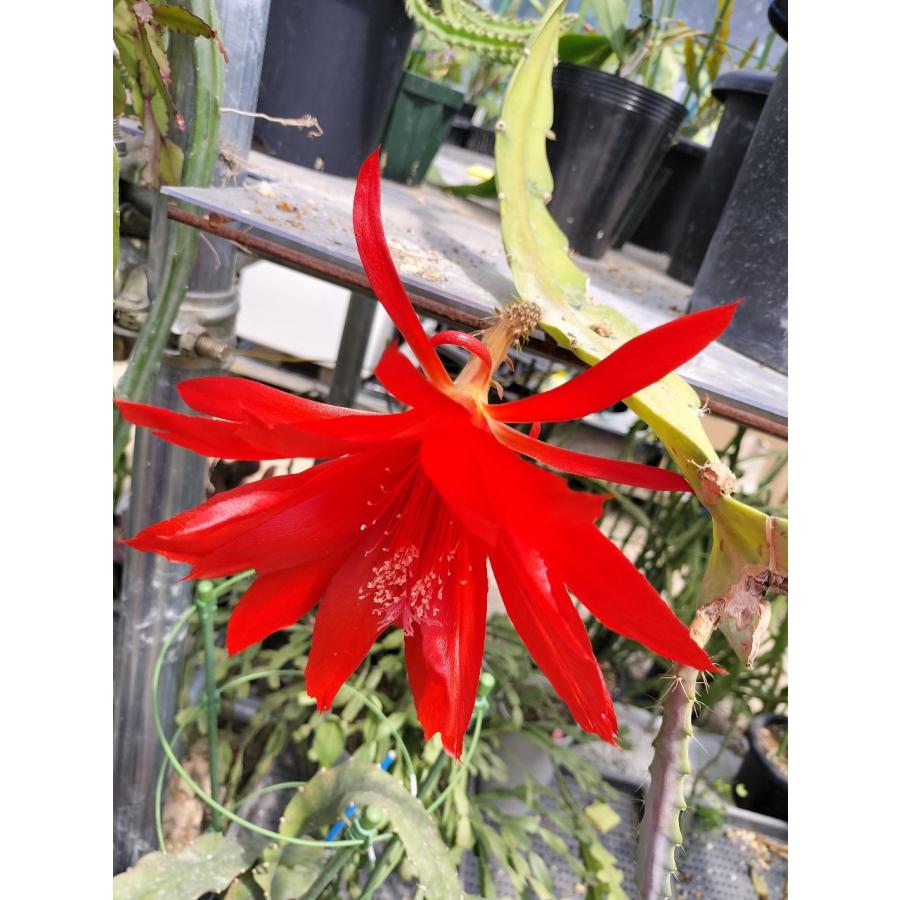 Heliocereus Elegantissimus　鉢直径１１．５ｃｍ　４号吊り鉢｜unberkelp｜08