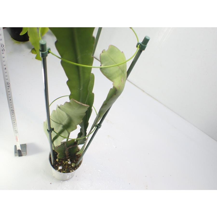 Epiphyllum hookeri var. pittieri　鉢直径１１．５cm　あんどん仕立て｜unberkelp｜06