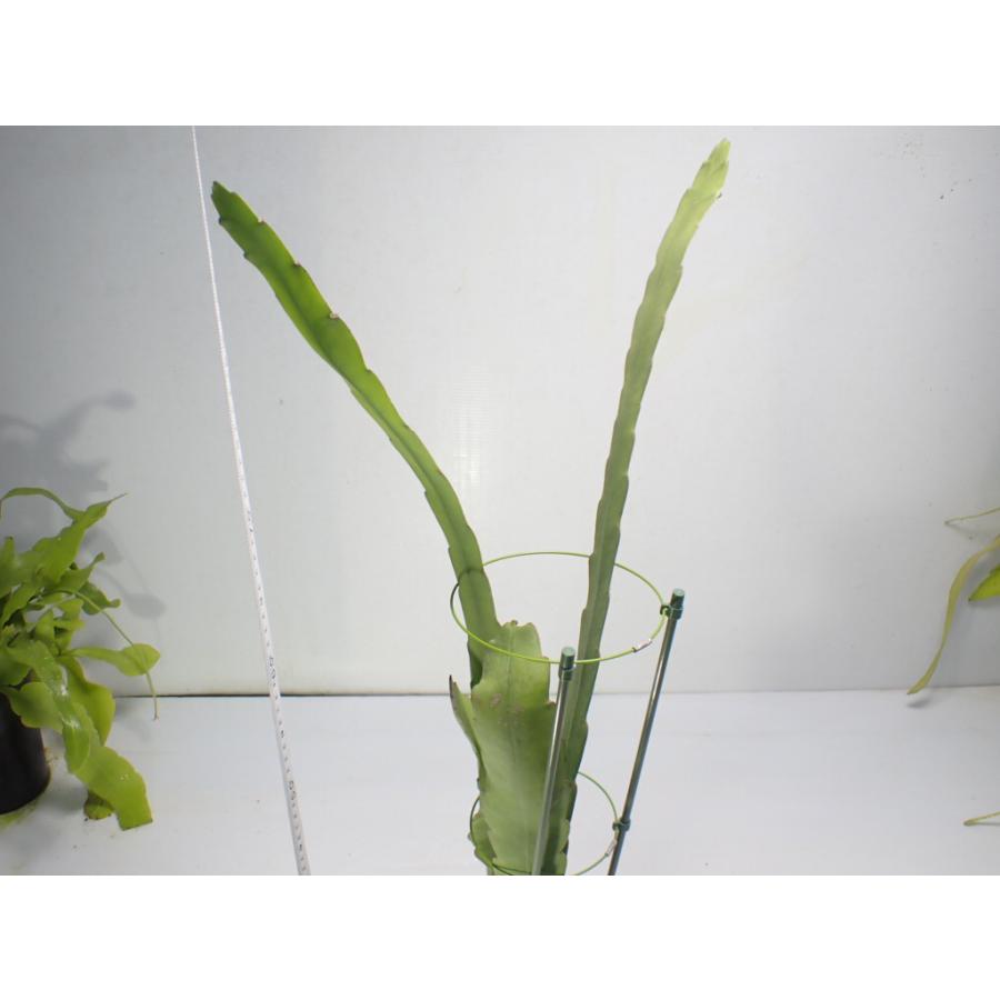 Epiphyllum hookeri var. pittieri　鉢直径１１．５cm　あんどん仕立て｜unberkelp｜08