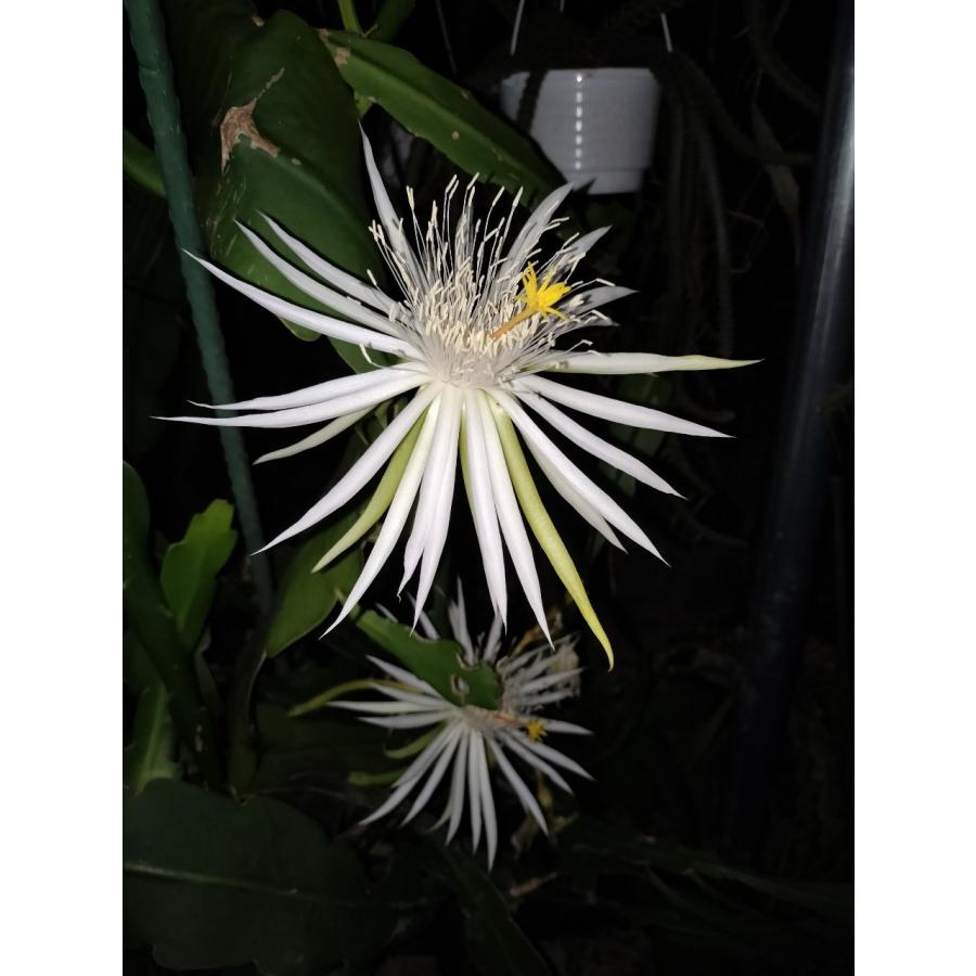 Epiphyllum hookeri var. pittieri　鉢直径１１．５cm　あんどん仕立て｜unberkelp｜10