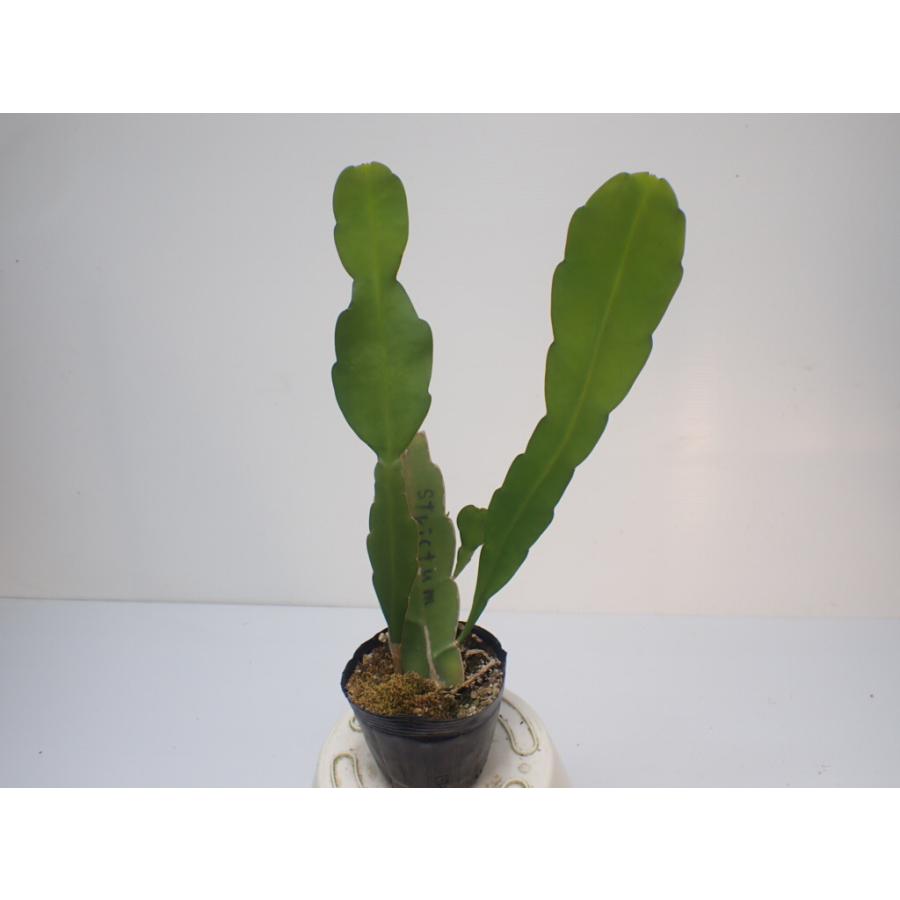 クジャクサボテン　変異種 Epiphyllum strictum（エピフィルム原種・クジャクサボテン・月下美