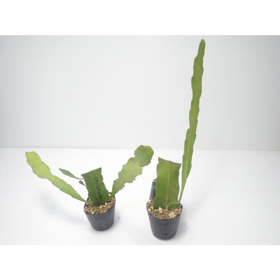 Epiphyllum strictum（エピフィルム原種・クジャクサボテン・月下美
