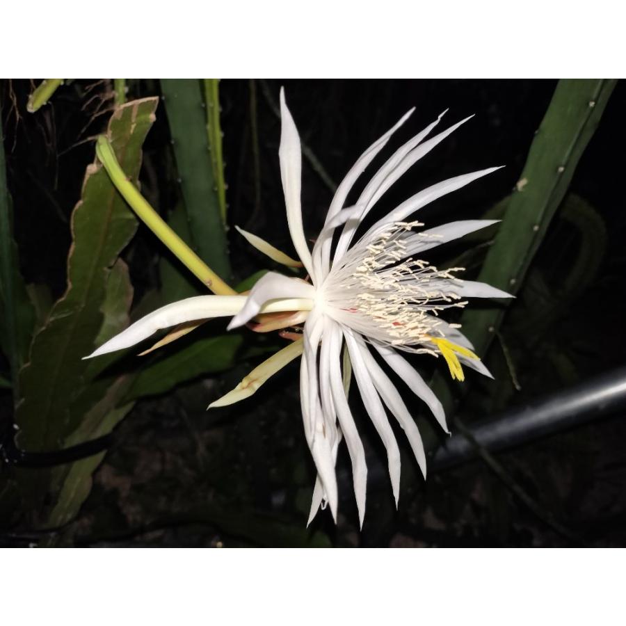 Epiphyllum strictum（エピフィルム原種・クジャクサボテン・月下美