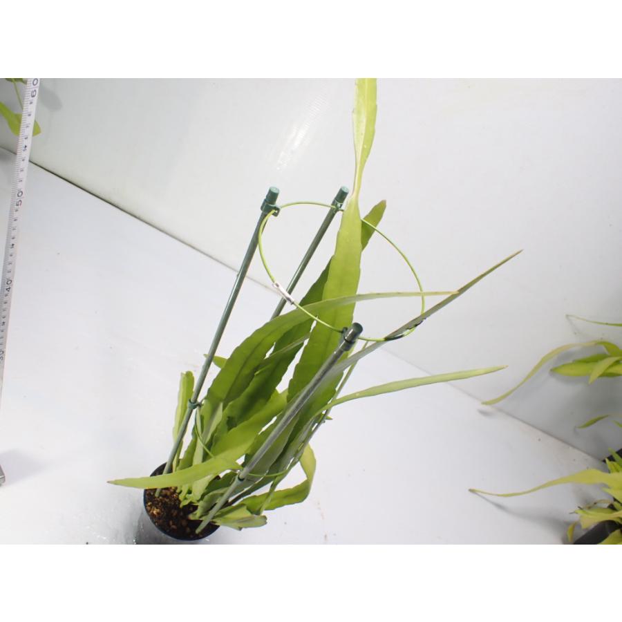 Epiphyllum oxypetalum　鉢直径１１．５cm　あんどん仕立て｜unberkelp｜05