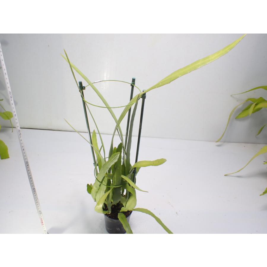 Epiphyllum oxypetalum　鉢直径１１．５cm　あんどん仕立て｜unberkelp｜06