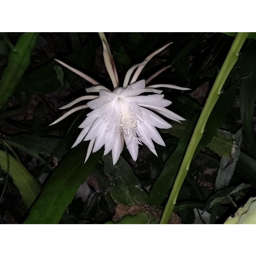 Epiphyllum oxypetalum　鉢直径１１．５cm　あんどん仕立て｜unberkelp｜07