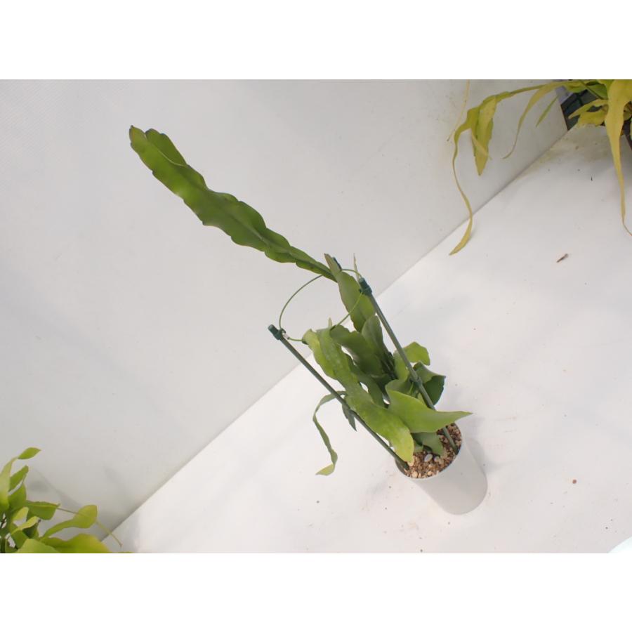 Epiphyllum pumilum　鉢直径１１．５cm　あんどん仕立て｜unberkelp｜04
