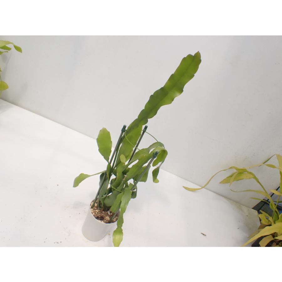 Epiphyllum pumilum　鉢直径１１．５cm　あんどん仕立て｜unberkelp｜06