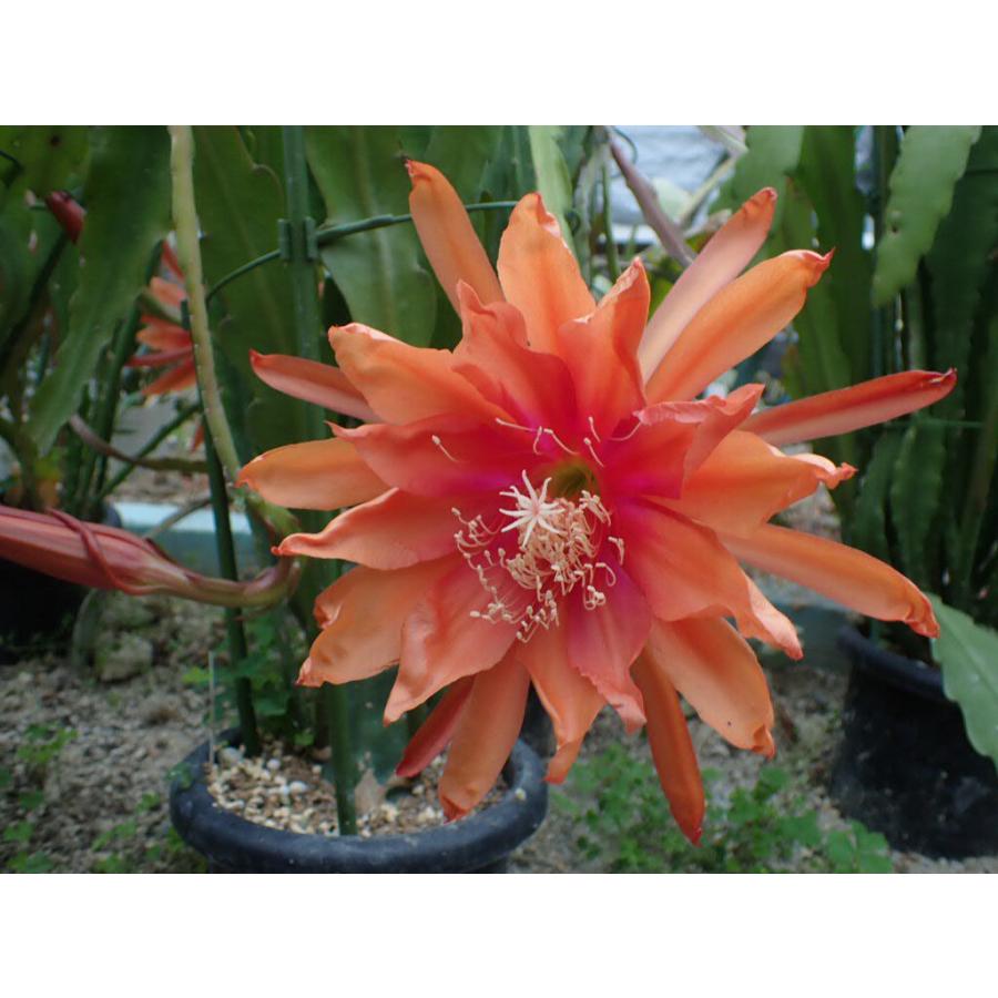 クジャクサボテン 'Golden Harvest' 10．5cm pot : UMBER