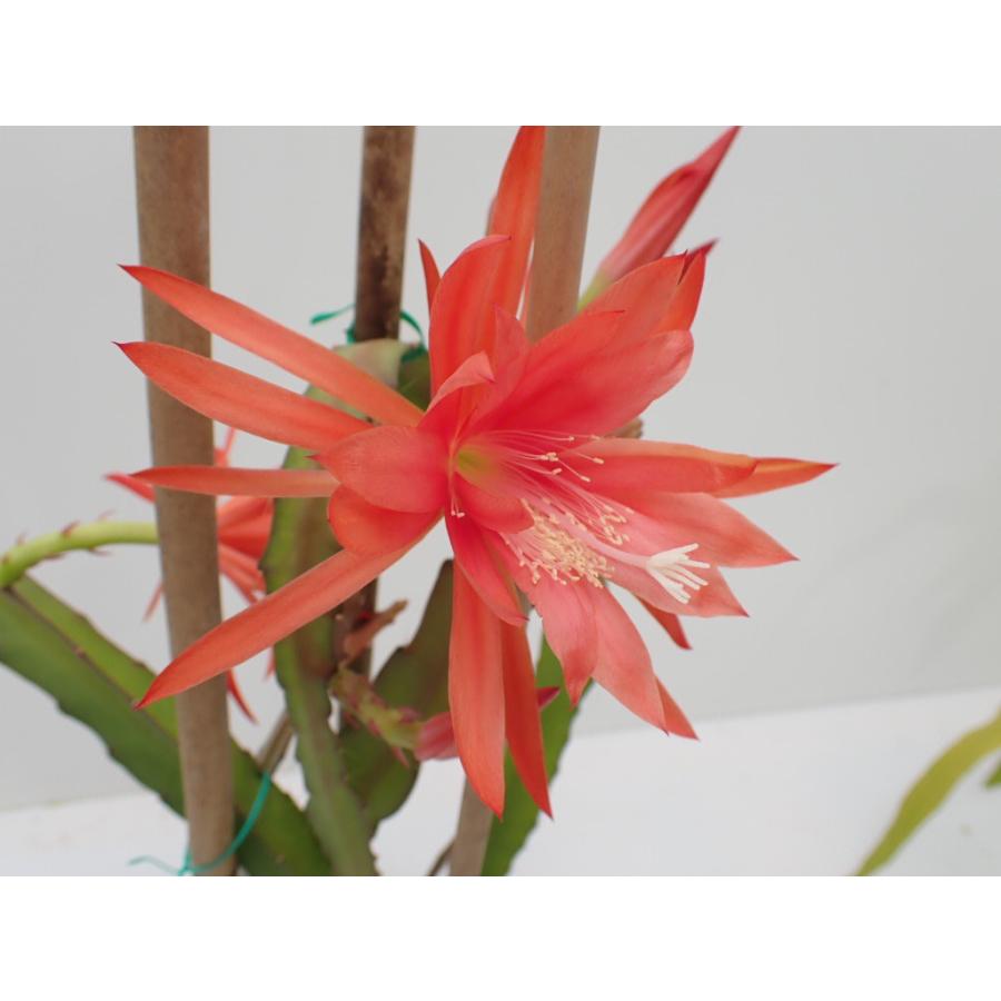 クジャクサボテン　'Karla'　１０．５cm　ｐｏｔ（Yahoo!・UMBER KELP）