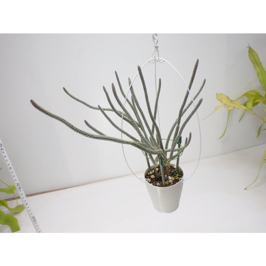 ウイルコキシア　Wilcoxia albiflora　３．５号　吊り鉢｜unberkelp｜02