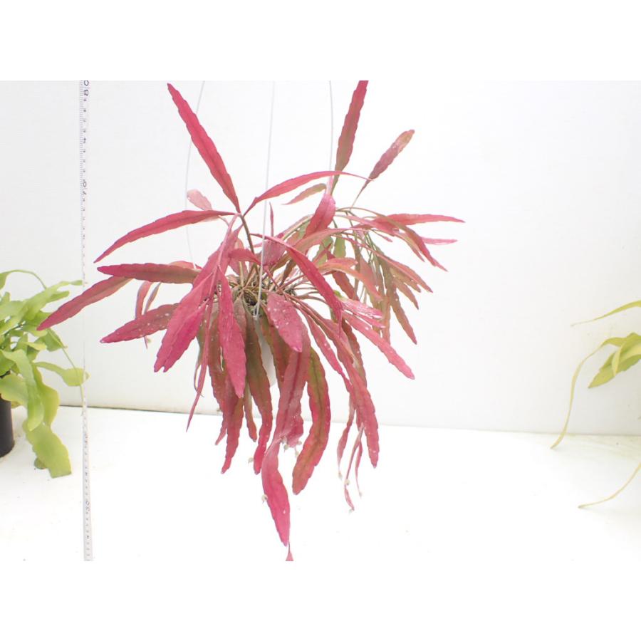 リプサリス ラムローサ Rhipsalis ramulosa 3．5号 吊り鉢