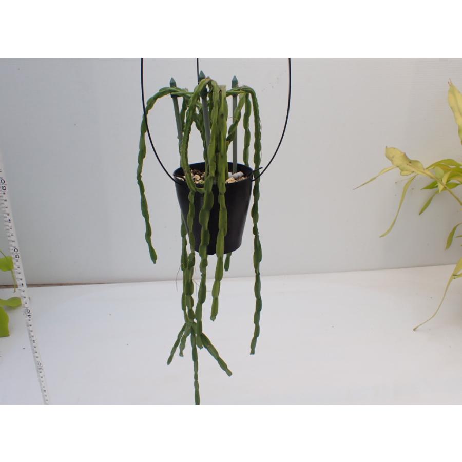 リプサリス　パラドクサ　5号　吊り鉢　③ リプサリス パラドクサ Rhipsalis paradoxa 3．5号 吊り鉢 : UMBER