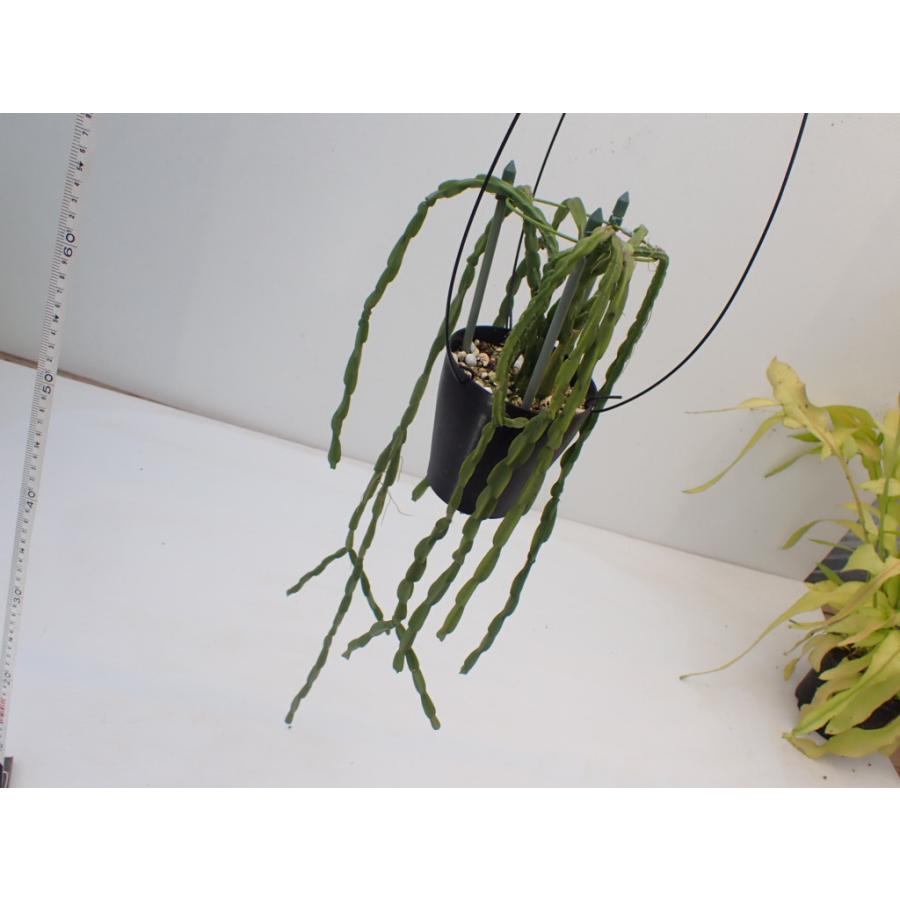リプサリス パラドクサ Rhipsalis paradoxa 3．5号 吊り鉢 : UMBER