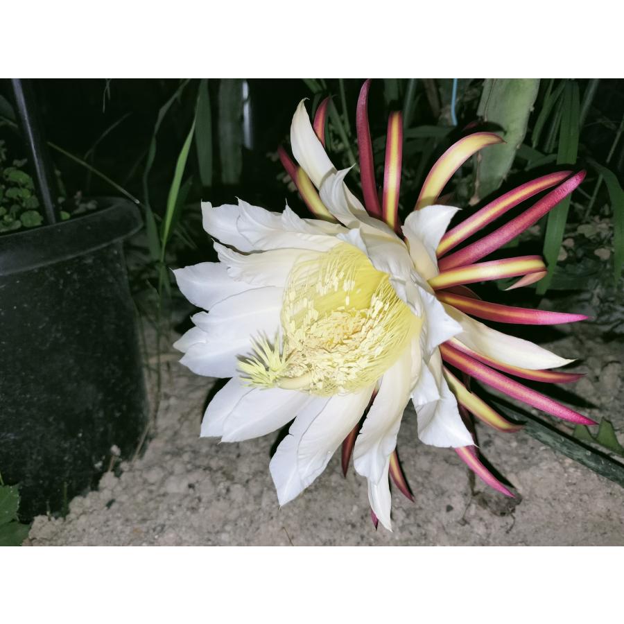 Selenicereus ocanponis 10．5cmPOT 3．5号鉢 : UMBER