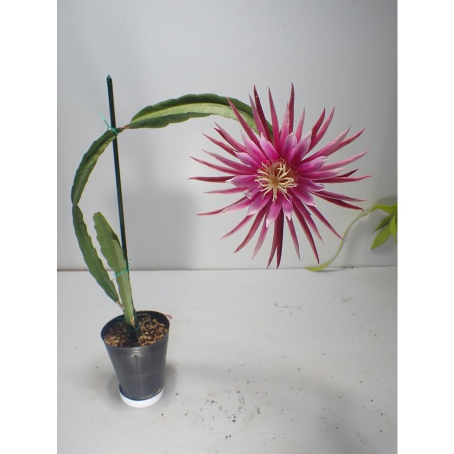 ドラゴンフルーツ Selenicereus hybrid 'Connie Mayer' 12