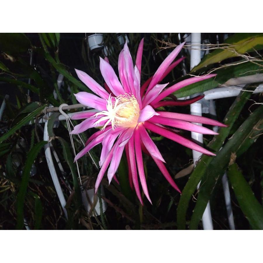 ドラゴンフルーツ苗（コニーマイヤー）１ｍサイズ7本 ドラゴンフルーツ苗（コニーマイヤー）1mサイズ7本