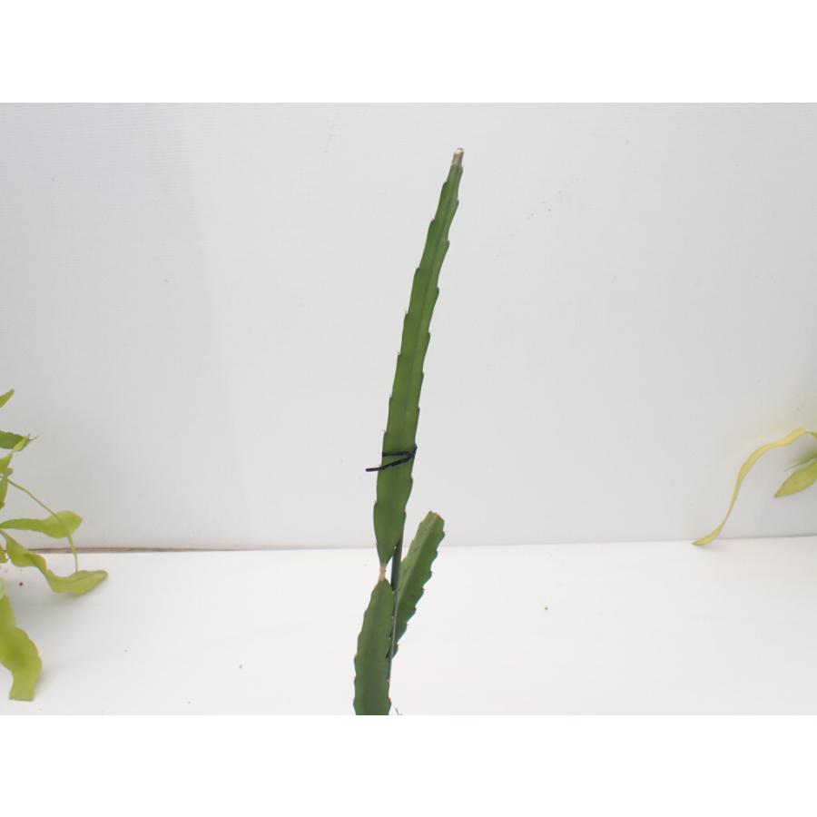 ドラゴンフルーツ苗（コニーマイヤー）1mサイズ7本 ドラゴンフルーツ