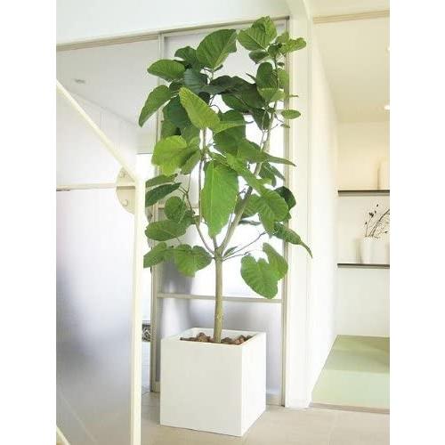 最新の激安 フィカス ウンベラータ 10号サイズ ユニコーンストア 通販 Yahoo ショッピング 受賞店舗 Www Maxipiso Com Ar