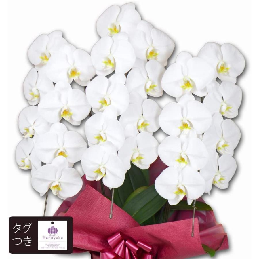 【推し】 胡蝶蘭専門店はなやか 胡蝶蘭 白大輪 3本立ち 24輪以上 【1737842960】(10963円)