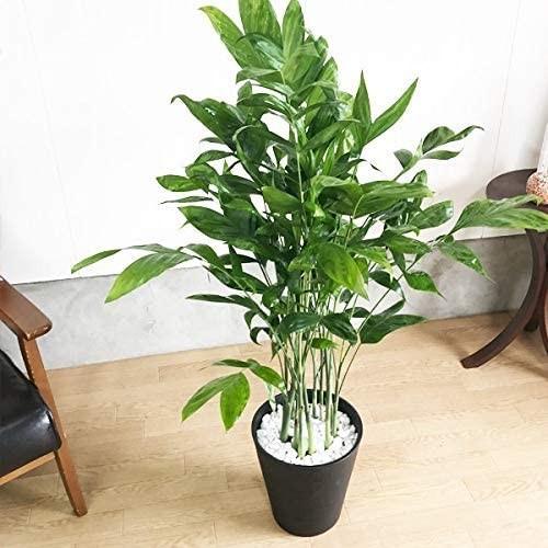 Rakuten 高性チャメドレア 観葉植物 本物 ブラックセラアート鉢 ヤシの木 日陰や寒さに強い やしの木 インテリア ユニコーンストア 通販 Yahoo ショッピング 在庫あり 即納 M Mahdi Net