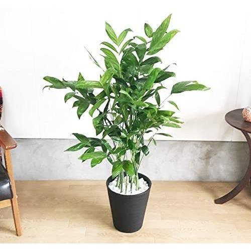 Rakuten 高性チャメドレア 観葉植物 本物 ブラックセラアート鉢 ヤシの木 日陰や寒さに強い やしの木 インテリア ユニコーンストア 通販 Yahoo ショッピング 在庫あり 即納 M Mahdi Net