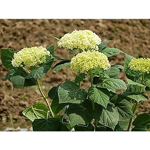 アナベル鉢植え 素焼き鉢セット 6月開花 アナベル ユニコーンストア 通販 Yahoo ショッピング