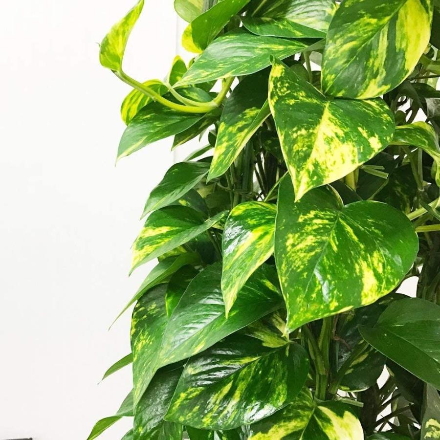 受賞店舗 ポトス タワー仕立て 観葉植物 10号 大鉢 観葉植物 インテリア 大型 オシャレ 大きい 尺鉢 タワー 大サイズ 本物 最適な価格 Raloffshore Com