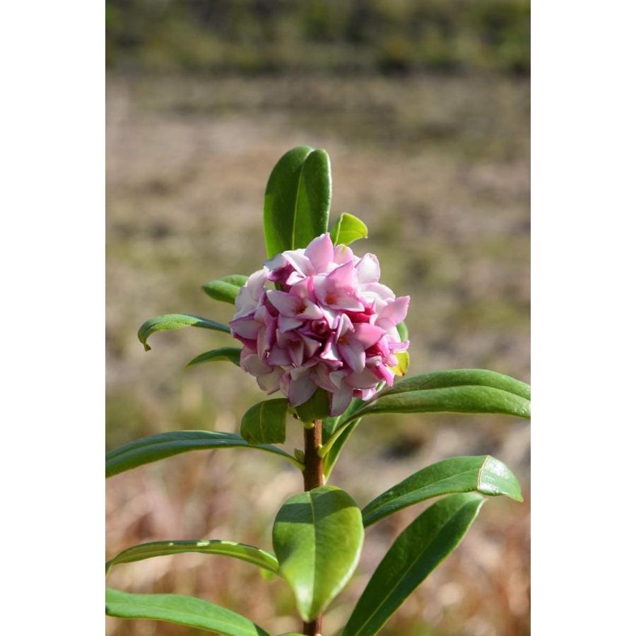 沈丁花鉢植え 紅花沈丁花 ユニコーンストア 通販 Yahoo ショッピング