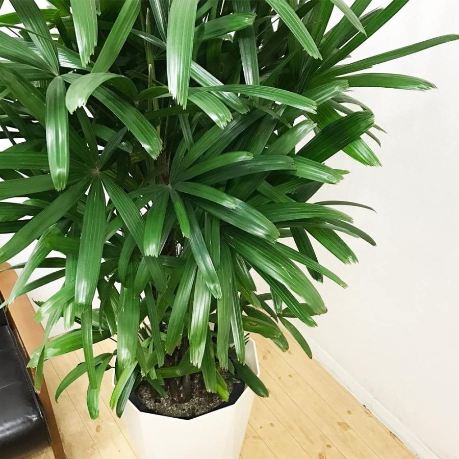 保存版 観音竹 カンノンチク 観葉植物 10号 大鉢 観葉植物 本物 インテリア 大型 オシャレ 大きい 尺鉢 ユニコーンストア 通販 Yahoo ショッピング 激安単価で Tanyasflawlesshairandbeautyacademy Co Uk