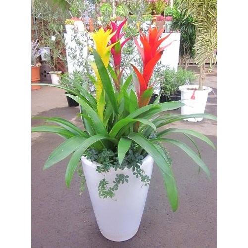 【限定品】 グズマニア 寄せ植え 白陶器鉢 観葉植物 【P2147925812】(13550円)