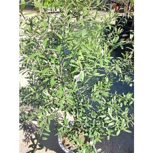 Item Shopping C Yimg Jp I N Unicorn802 0507