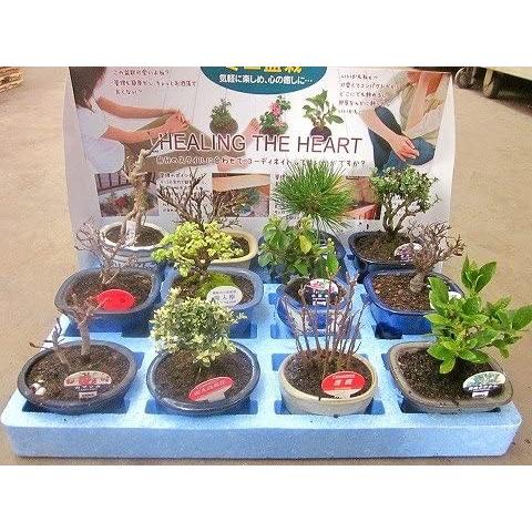ミニ盆栽 おまかせ 12鉢セット 陶器鉢 ミニ盆栽 おまかせ 12鉢セット 陶器鉢