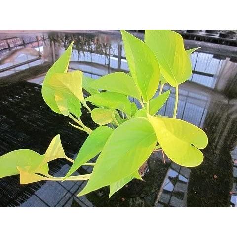 水耕栽培 苗 ポトス ライム ユニコーンストア 通販 Yahoo ショッピング