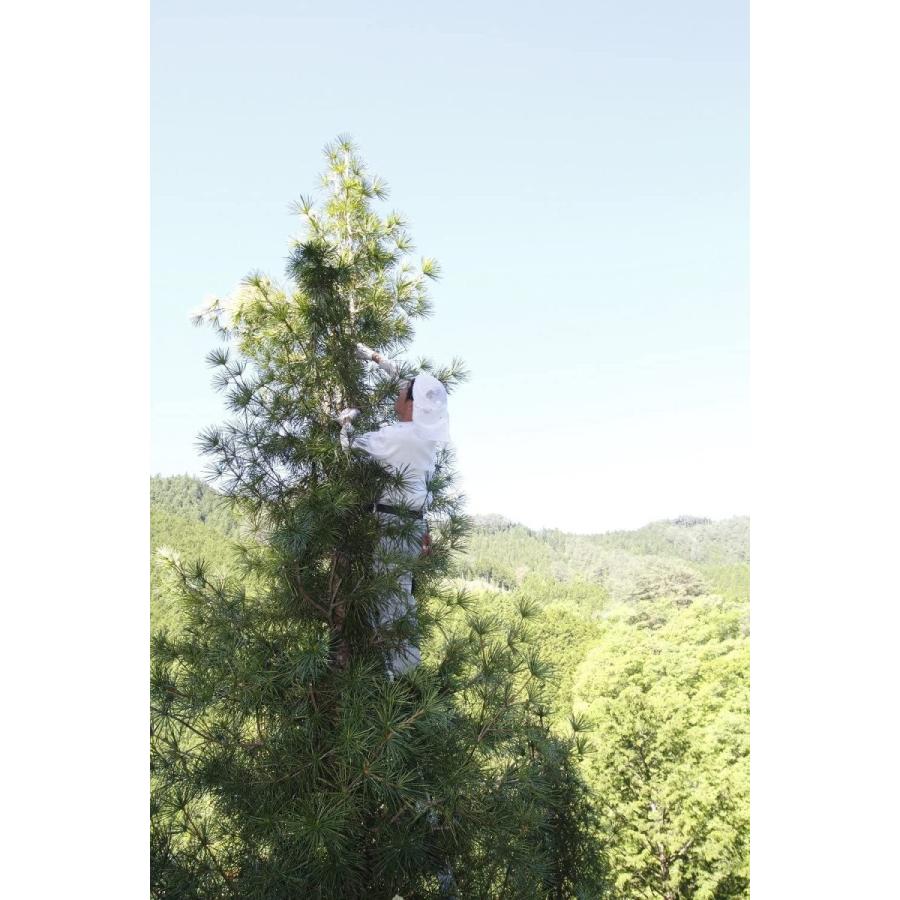 高野槇 コウヤマキ お供え用束 50cm 高野山の霊木 墓花用 お供え 墓前 祭壇 005 ユニコーンストア 通販 Yahoo ショッピング