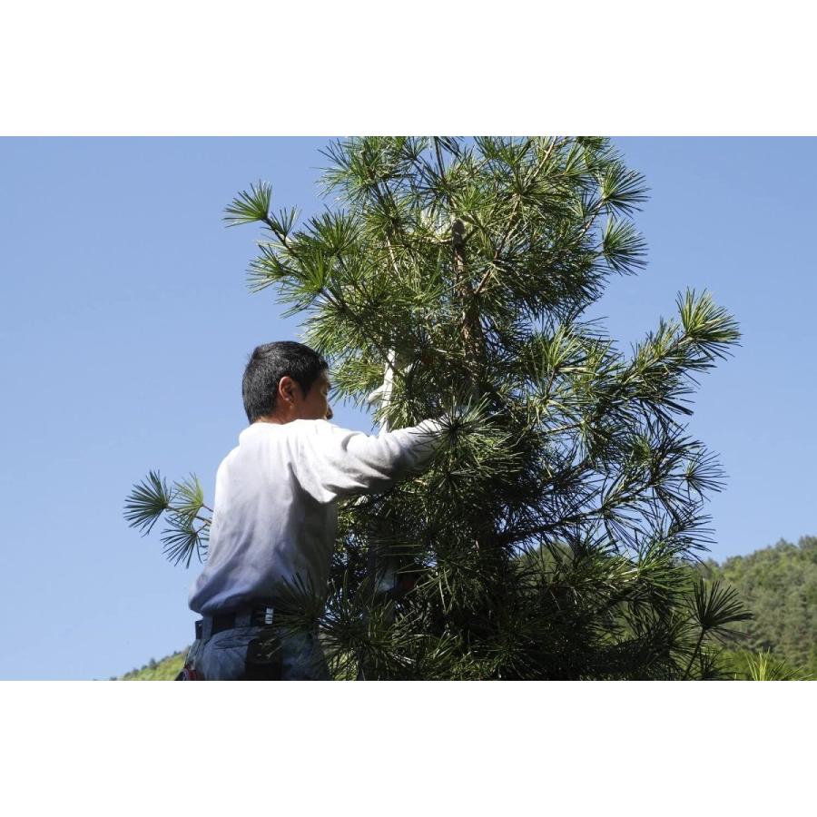 高野槇 コウヤマキ 仏花の花台 50cm 高野山の霊木 墓花用 お供え 墓前 祭壇 ユニコーンストア 通販 Yahoo ショッピング