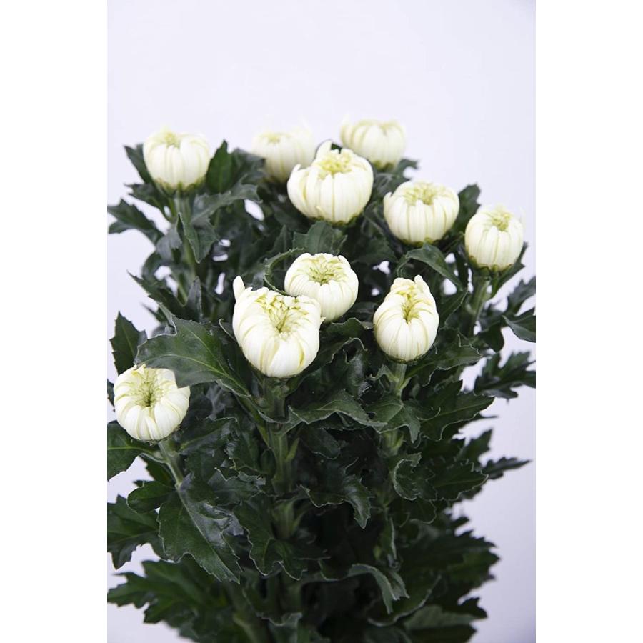 花木屋 菊 花 輪菊 白 70 80cm 1本より 切花 生花 華道 正月 盆 彼岸 お供え 墓花 仏花 ユニコーンストア 通販 Yahoo ショッピング
