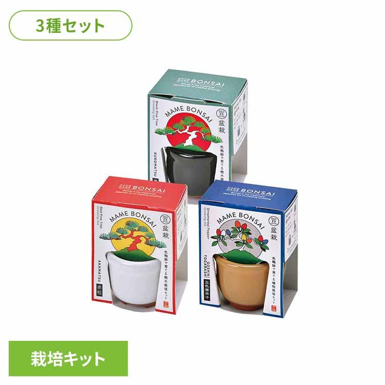栽培キット 栽培セット 黒松 赤松 五色とうがらし 3種セット HACO MAME