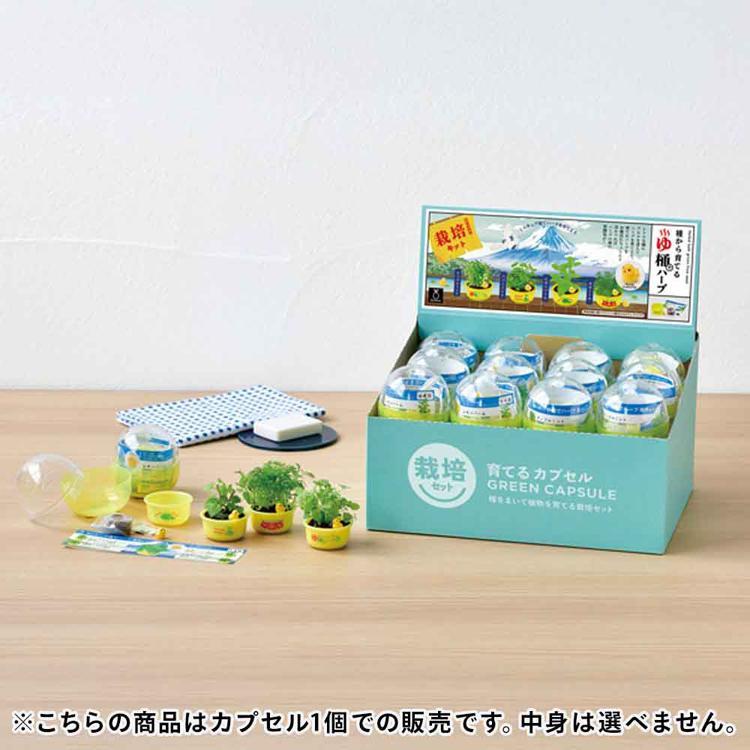 たんたんさま専用　ココスヤシ　ダブルヘッド　6鉢セット たんたんさま専用 ココスヤシ ダブルヘッド 6鉢セット ココスヤシ