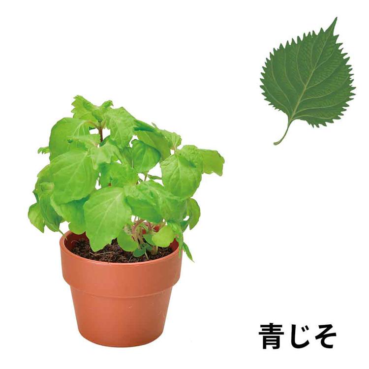 栽培キット 栽培セット 薬味 聖新陶芸 SEISHIN やくみ 青じそ 三つ葉