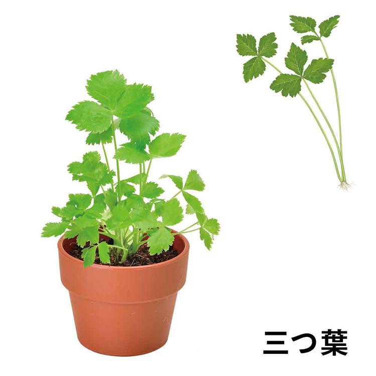 栽培キット 栽培セット 薬味 聖新陶芸 SEISHIN やくみ 青じそ 三つ葉