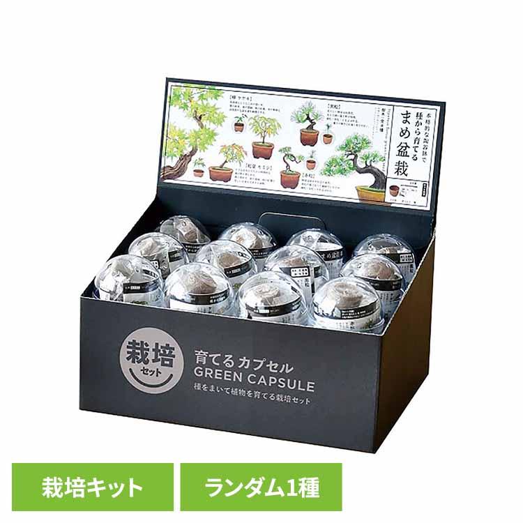 栽培キット 栽培セット 盆栽 聖新陶芸 SEISHIN ミニ盆栽 BONSAI ガチャ