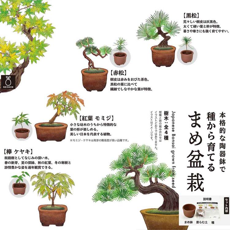 栽培キット 栽培セット 盆栽 聖新陶芸 SEISHIN ミニ盆栽 BONSAI ガチャ