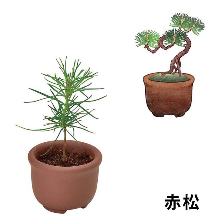 栽培キット 栽培セット 盆栽 聖新陶芸 SEISHIN ミニ盆栽 BONSAI ガチャ
