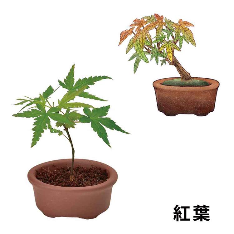 栽培キット 栽培セット 盆栽 聖新陶芸 SEISHIN ミニ盆栽 BONSAI ガチャ