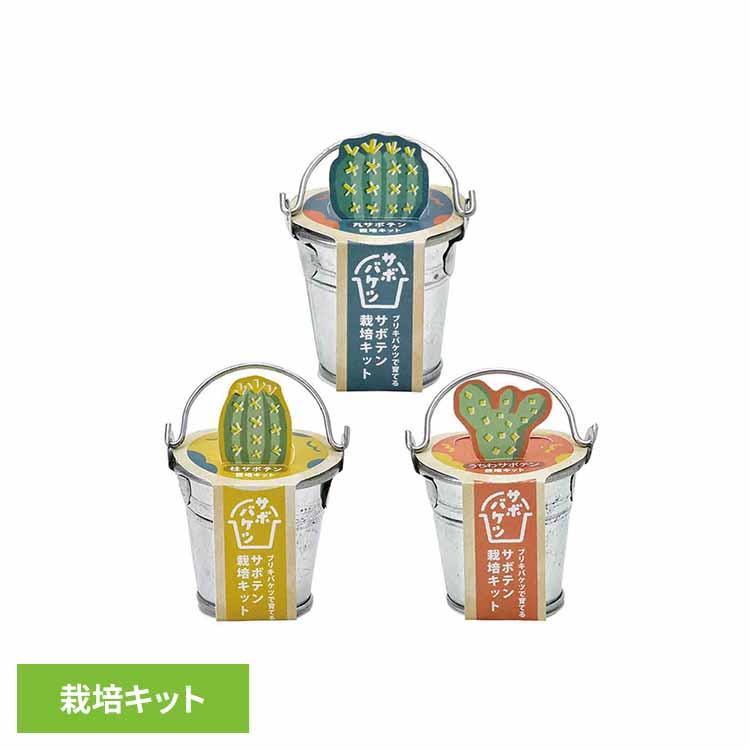 栽培キット 栽培セット サボテン 聖新陶芸 SEISHIN ブリキ製バケツ 種